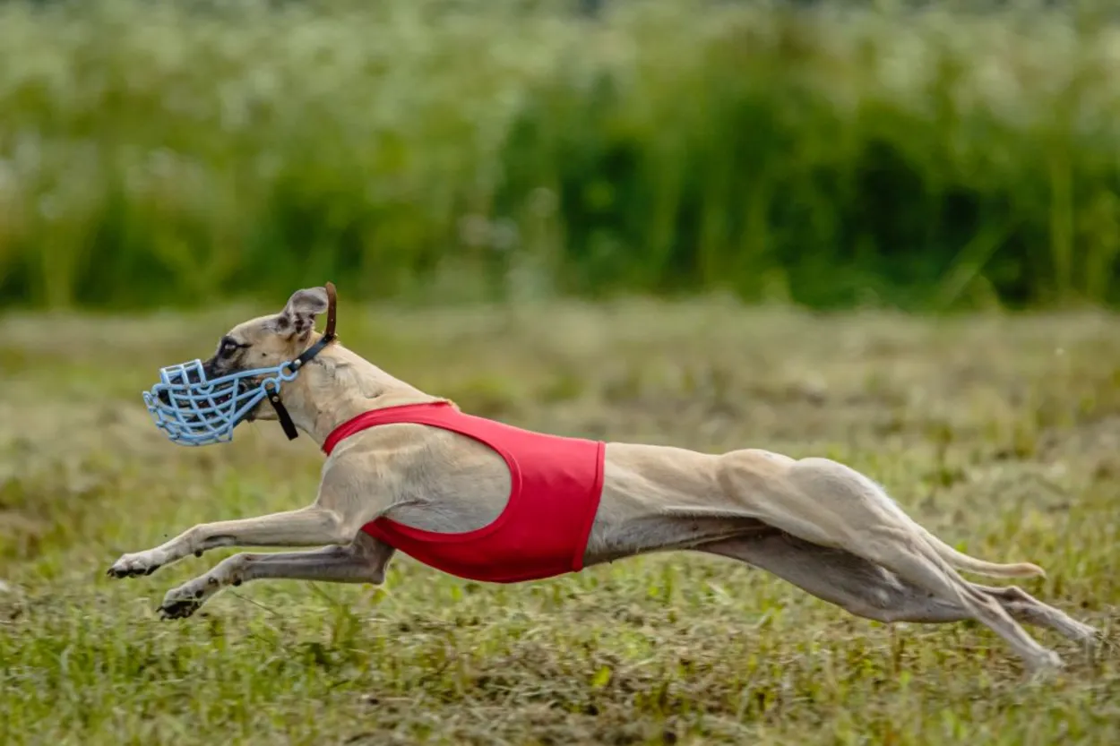 whippet-dog-red-shirt-running-chasing-lure-field-coursing-competition